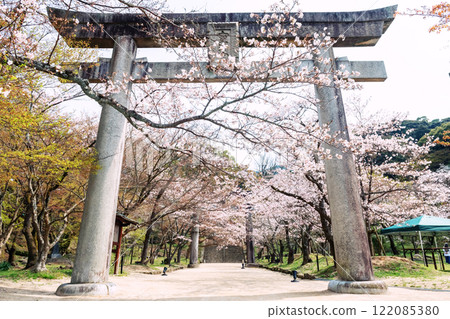 White cherry tunnel at torii gate of Homangu Kamado, Dazaifu, Fukuoka 122085380