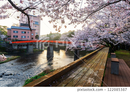 Red bridge and sakura cherry blossom at sunrise from Ureshino Park Red bridge and sakura cherry blossom at sunrise from Ureshino Park 122085387