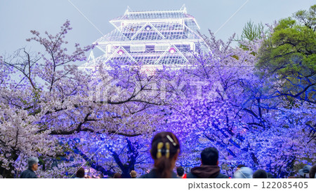 Travelers at sakura and Fukuoka Castle ruin light up, Maizuru park 122085405