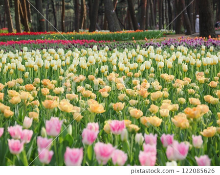 The vibrant colors of spring, tulip fields in full bloom The vibrant colors of spring, tulip fields in full bloom 122085626