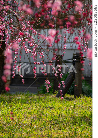 Dangling plum Dangling plum 122085665