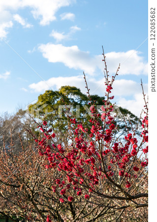紅梅映襯藍天 紅梅映襯藍天 122085682