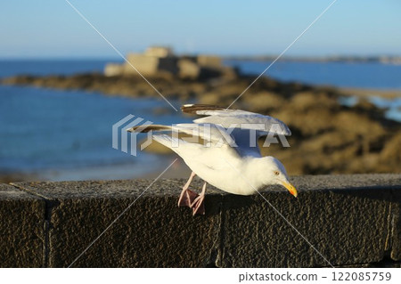 National Fort off the coast of Saint-Malo and seabirds taking flight 122085759