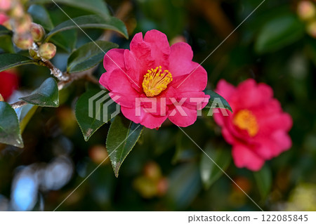 Sasanqua 122085845