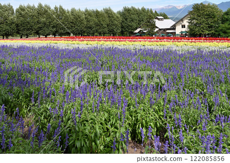 傳播薰衣草田 122085856