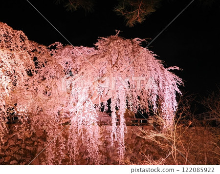 A fantastical spring scene with weeping cherry blossoms floating in the night sky and illuminated trees 122085922