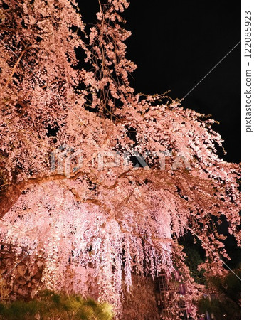 A fantastical spring scene with weeping cherry blossoms floating in the night sky and illuminated trees 122085923