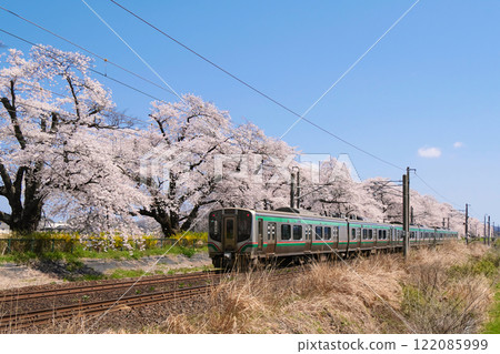Hitome Senbonzakura and a train (Ogawara Town, Shibata District, Miyagi Prefecture) 122085999