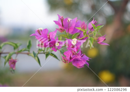 Bougainvillea flowers in the garden with natural background. Bougainvillea flowers in the garden with natural background. 122086296