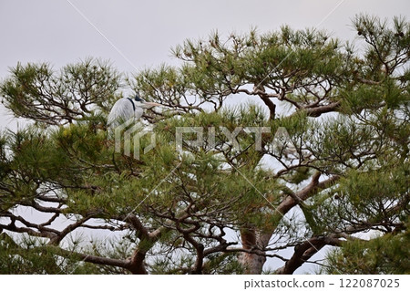 蒼鷺棲息在一棵松樹上 122087025