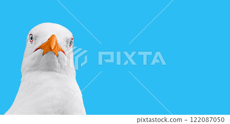 Art template with frontal shot of portrait of the head of white gull looking at the camera on a blue isolated background. Blank for advertising posters with funny animals, birds with empty copy space 122087050