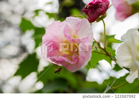 bright large pink flowers of Hibiscus mutabilis, in the garden, also known as the Confederate rose, Dixie rosemallow, cotton rose or cotton rosemallow. Summer floral background. bright large pink flowers of Hibiscus mutabilis, in the garden, also known as the Confederate rose, Dixie rosemallow, cotton rose or cotton rosemallow. Summer floral background. 122087092