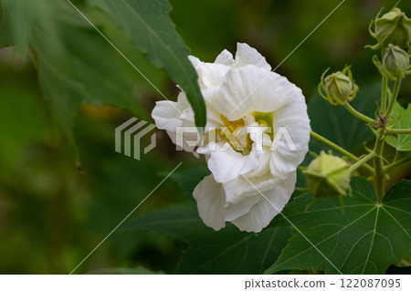 bright large white flowers of Hibiscus mutabilis, in the garden, also known as the Confederate rose, Dixie rosemallow, cotton rose or cotton rosemallow. Summer floral background. bright large white flowers of Hibiscus mutabilis, in the garden, also known as the Confederate rose, Dixie rosemallow, cotton rose or cotton rosemallow. Summer floral background. 122087095