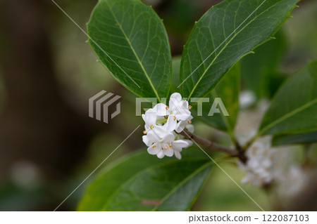 Osmanthus fragrans macro. Small white flowers on a branch in the garden selective focus. The fragrance of osmanthus flowers is used in perfumery. 122087103