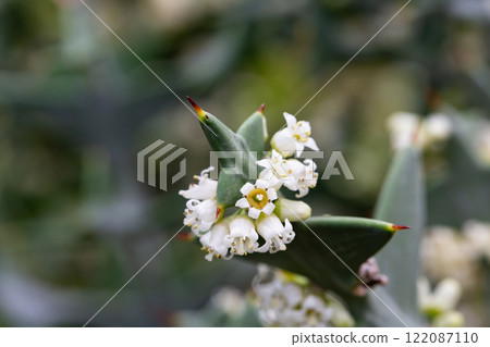 Colletia cruciform (Cruciata gillies and hook) macro. a shrub with linear leaflets and lateral shoots arranged in a criss-cross pattern. Colletia cruciform (Cruciata gillies and hook) macro. a shrub with linear leaflets and lateral shoots arranged in a criss-cross pattern. 122087110