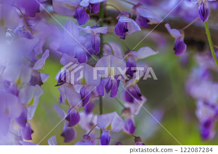 [Ishikawa Prefecture] Wisteria flowers at Matto Green Park 122087284
