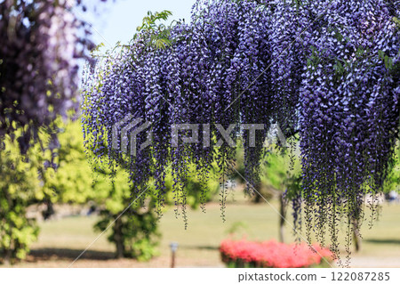 [Ishikawa Prefecture] Wisteria flowers at Matto Green Park 122087285