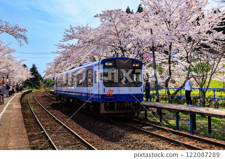 【石川縣】能登鐵道「櫻花站」櫻花盛開 122087289
