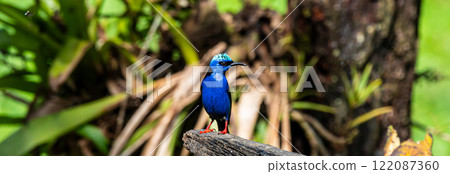 Panorama Male Red-Legged Honeycreeper in Costa Rican Rainforest 122087360