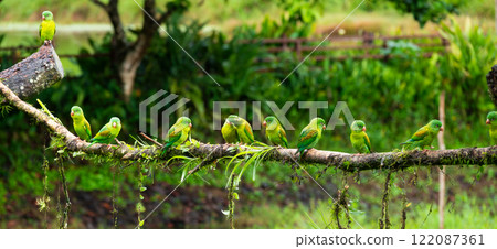 Flock of Parakeets Perched in a Line on a Tree Branch in Costa Rica 122087361