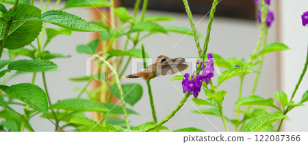 Hummingbird in Flight beside a Purple Flower in Costa Rica 122087366