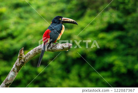 Collared Aracari Perched on a Tree Branch in Costa Rica 122087367