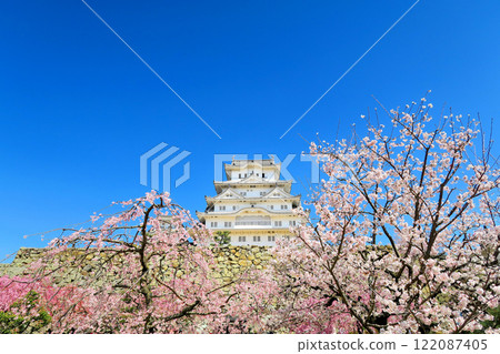 關西, 姬路, 姬路城, 備前丸遺址廣場, 美麗的姬路城看起來像一隻白鷺從盛開的櫻花中飛翔, 兵庫縣姬路市 (1) 122087405