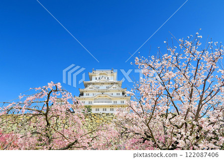關西, 姬路, 姬路城, 備前丸遺址廣場, 美麗的姬路城看起來像一隻白鷺從盛開的櫻花中飛翔, 兵庫縣姬路市 (2) 關西, 姬路, 姬路城, 備前丸遺址廣場, 美麗的姬路城看起來像一隻白鷺從盛開的櫻花中飛翔, 兵庫縣姬路市 (2) 122087406