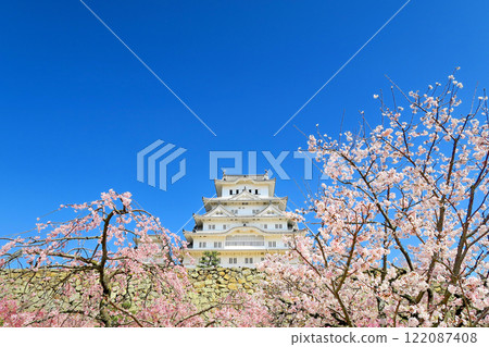 關西，姬路，姬路城，備前丸遺址廣場，美麗的姬路城，看起來像一隻白鷺從盛開的櫻花中飛翔，兵庫縣姬路市 (4) 122087408