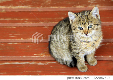 Kitten sits on bench. Young grey cat sitting on the surface 122087492