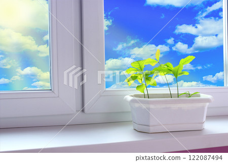 Young plants of oaks on window-sill and view to cloudy sky. Tree planting 122087494