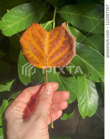 Woman's hand holds a heart-shaped tree leaf. Woman's hand holds a heart-shaped tree leaf. 122087567