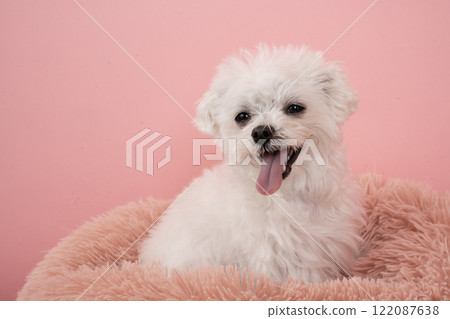 Pink background and smiling Maltese dog bust up 122087638