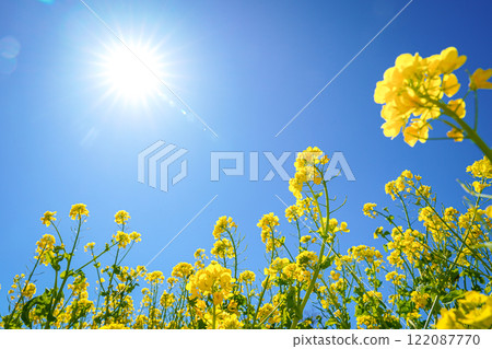 Rape blossoms illuminated by the sun Rape blossoms illuminated by the sun 122087770