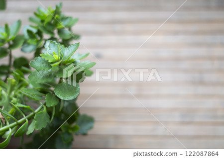 Kalanchoe blossfeldiana without flowers on wooden windowsill 122087864