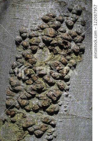 Growths on the bark of a beech tree. Details of tree bark Growths on the bark of a beech tree. Details of tree bark 122087957