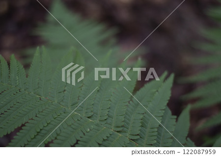 Green fern leaves in the forest close-up. Nature background Green fern leaves in the forest close-up. Nature background 122087959