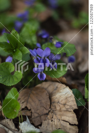 Violet flowers in the forest close up Violet flowers in the forest close up 122087989