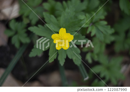 Anemone ranunculoides blooming in the forest Anemone ranunculoides blooming in the forest 122087990