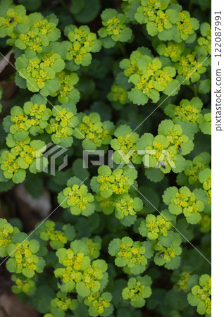 Chrysosplenium alternifolium texture. Close up of a green leafy plant with yellow flowers and green leaves Chrysosplenium alternifolium texture. Close up of a green leafy plant with yellow flowers and green leaves 122087991