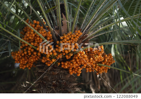 Bunch of ripe orange date berries on a palm tree Bunch of ripe orange date berries on a palm tree 122088049