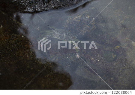 A crab hides under a stone in the water A crab hides under a stone in the water 122088064