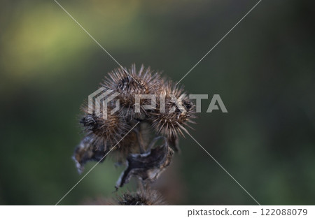 Dry burdock dry seed head close up. Arctium lappa in autumn 122088079