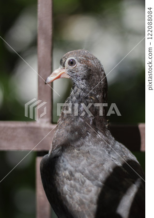 Closeup shot of a Baby Pigeon Closeup shot of a Baby Pigeon 122088084