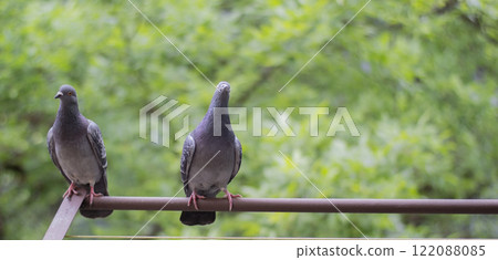 A pair of pigeons on the background of trees A pair of pigeons on the background of trees 122088085