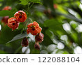 Abutilon pictum flowers blooming on green background 122088104