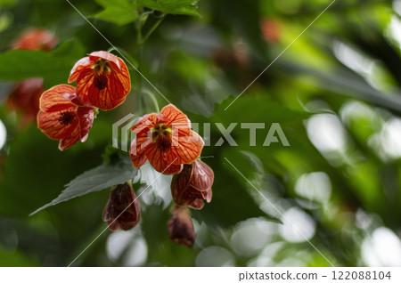 Abutilon pictum flowers blooming on green background 122088104