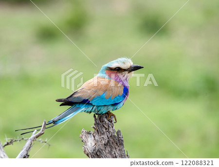 European roller, colorful bird on dry branch, green background. Kruger Park 122088321