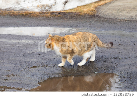 tabby cat explores a wet road amid remnants of snow in a tranquil rural area during early spring. animal protection, care and help animals 122088789