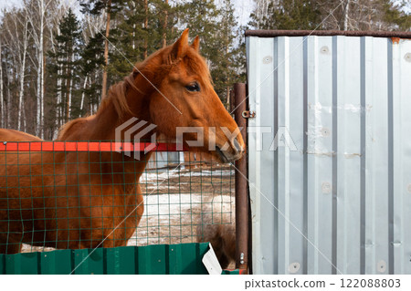 Brown horse standing by a fence in a serene forested area during early spring afternoon. bay horse, corral fence on ranch. brown red horse Brown horse standing by a fence in a serene forested area during early spring afternoon. bay horse, corral fence on ranch. brown red horse 122088803